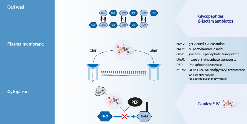 Fomicyt – Mode Of Action Fomicyt - Mode Of Action